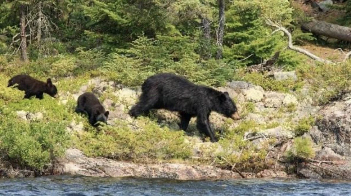 To keep out nosy bears, Forest Service extends food storage order in the Boundary Waters