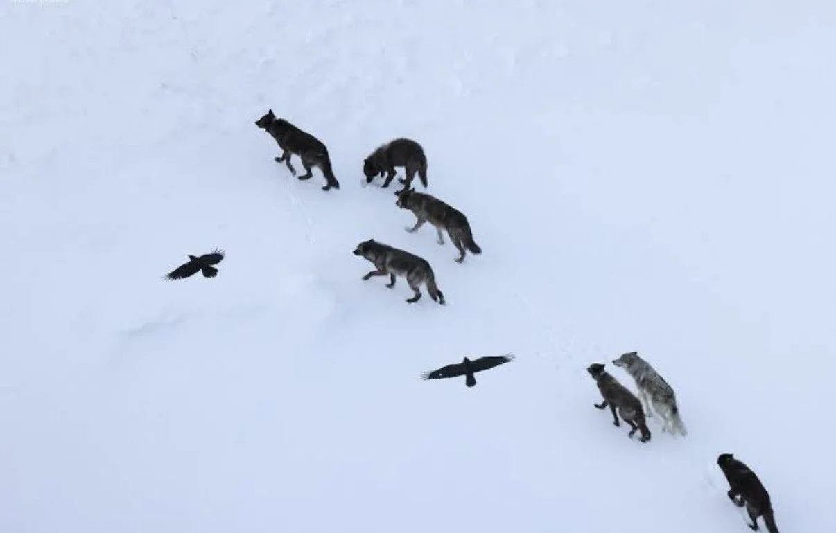 Drama is in beat of your brain