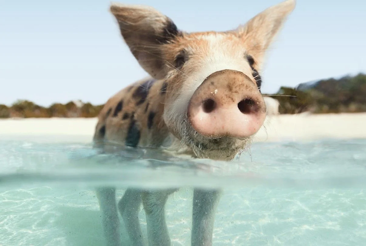 Dumb as hell but it was a compliment 🤔