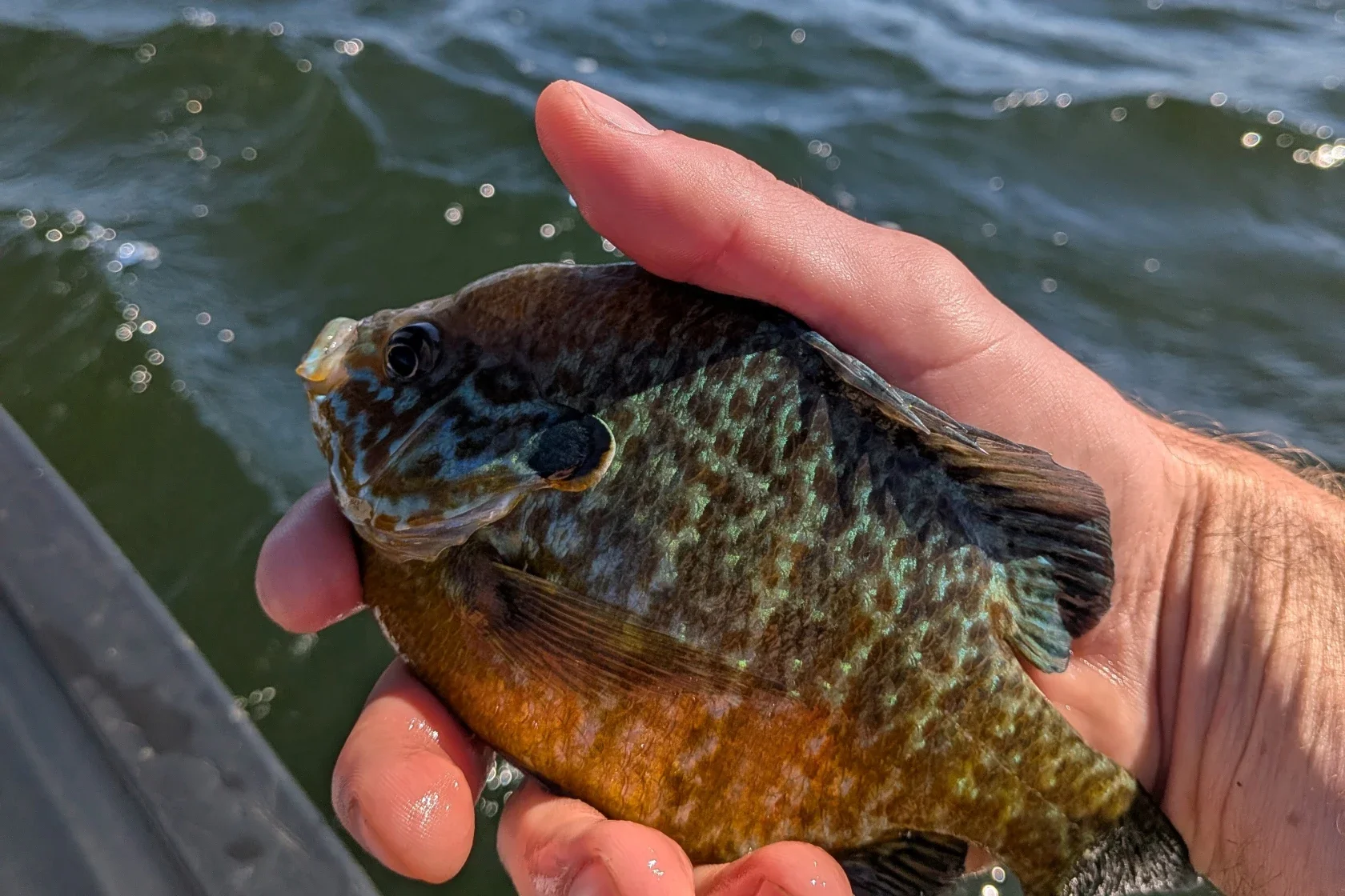 Minnesota proposes new regulations for two Cass County Lakes 🎣