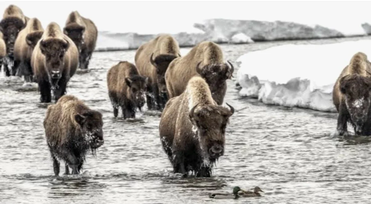 Wildlife photographer shares the beauty of Yellowstone National Park through his lens 🦬