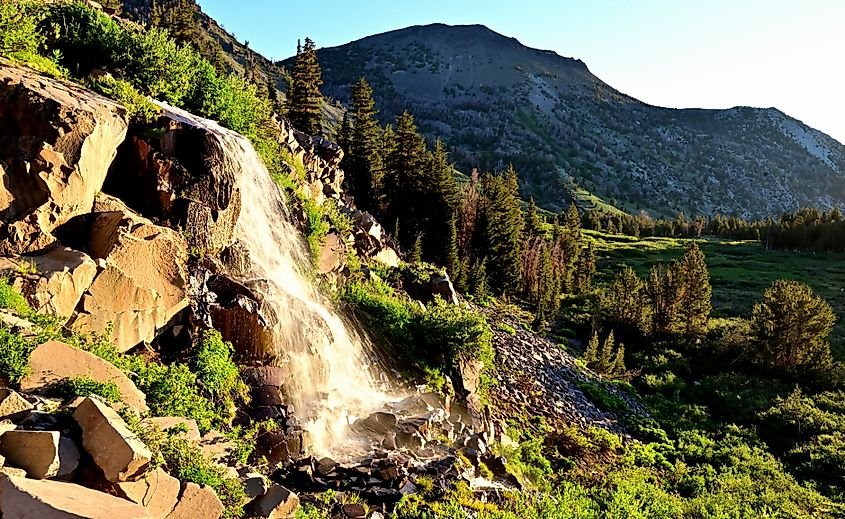 The Biggest National Forests In The United States 🌲