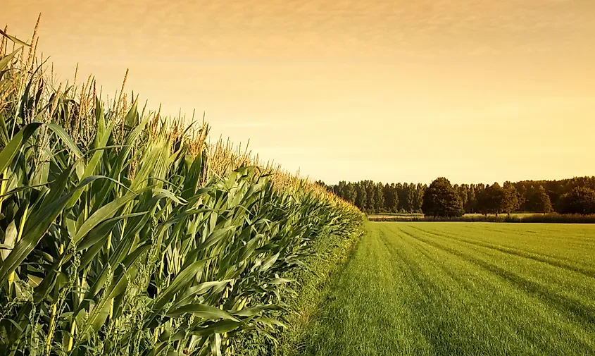 Which Countries Export The Most Food? 🌽