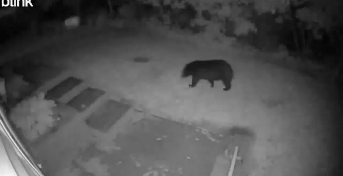 Bear sightings continue throughout southern Minnesota 🐻