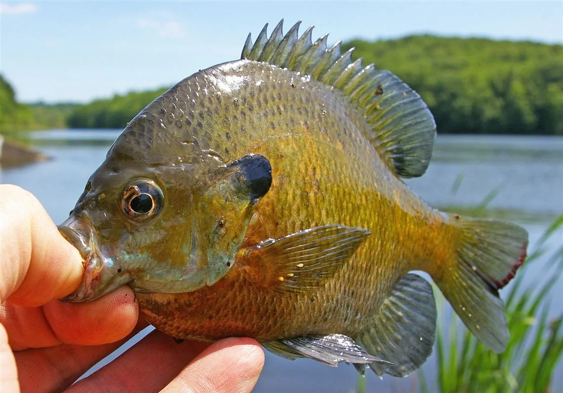 Bluegills are easy to catch, but these lakes are best to hook pan fish for dinner 🐠