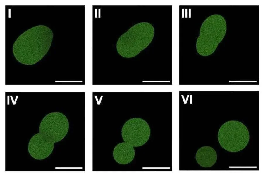 University of Minnesota scientists create first synthetic cell that can complete a life cycle 🧏🏻
