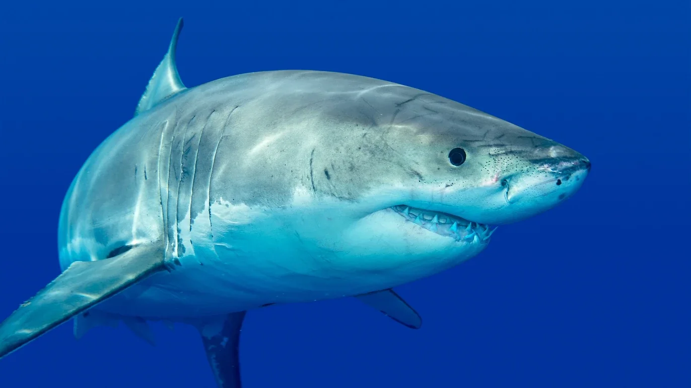 A great white shark weighing more than 700 pounds was spotted in the St. Lawrence this weekend 🦈