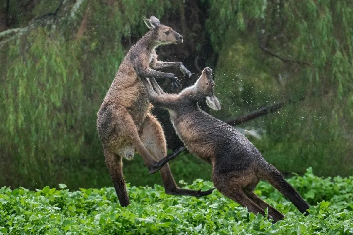 Astonishing beauty of Australian wildlife revealed in 21 epic photos 🦘