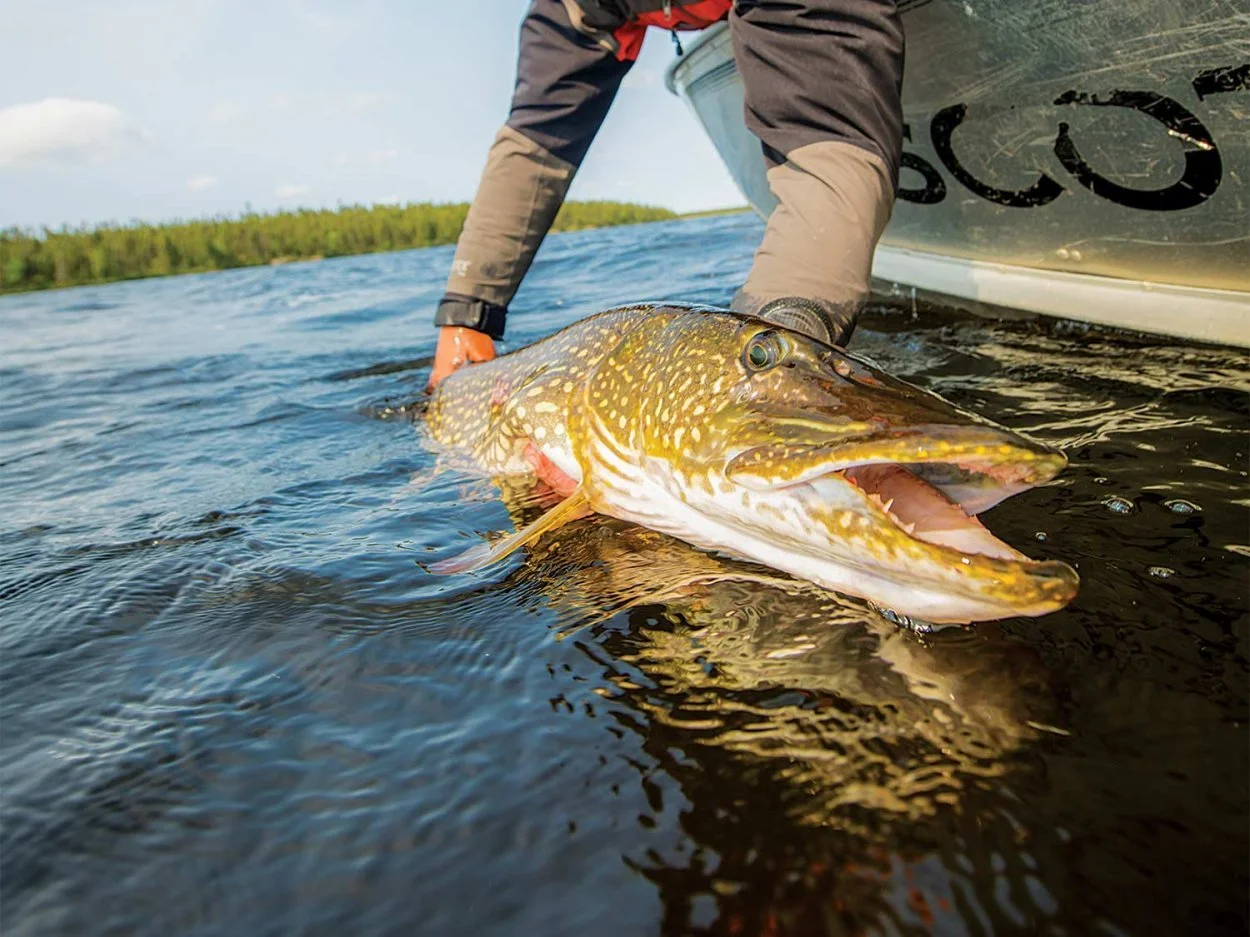 Here’s Why You Shouldn’t Fish for Muskies or Trophy Pike When Water Temperatures Exceed 75 Degrees 👍🏼