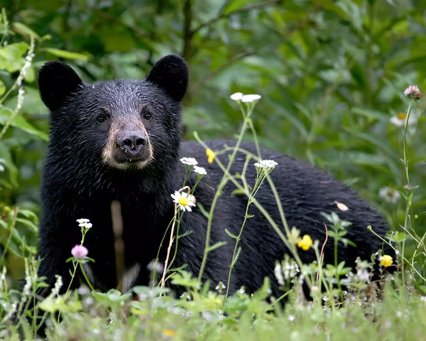 Brainerd man cited for shooting at bear that ‘looked at him’ 🙁