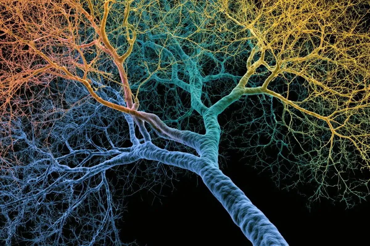 The Branching Dendrite Secret Behind Human Cognitive Superiority 🧠