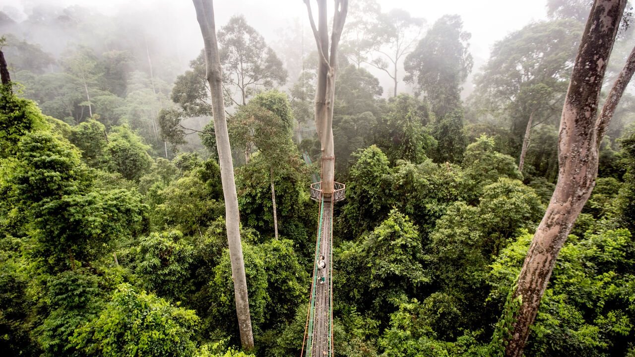 How the biggest trees survive droughts 🪾