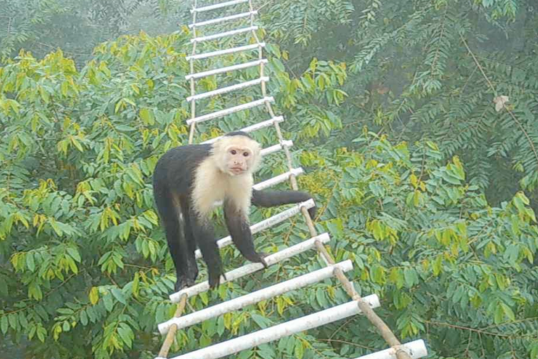 How effective are canopy bridges really? 🐒