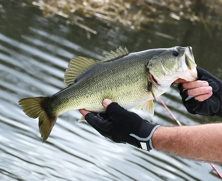The Lakes Where Bass Grow Largest In The United States 🐠