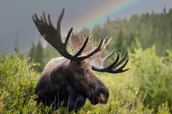 Are Moose Colorado Natives or Introduced Outsiders? New Research Suggests That the Animals Have Lived in the State for Centuries 🫎