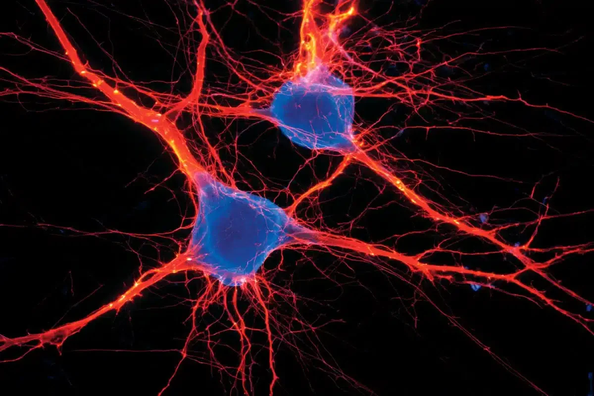 C1 neurons identified as master anxiety switch 🧠