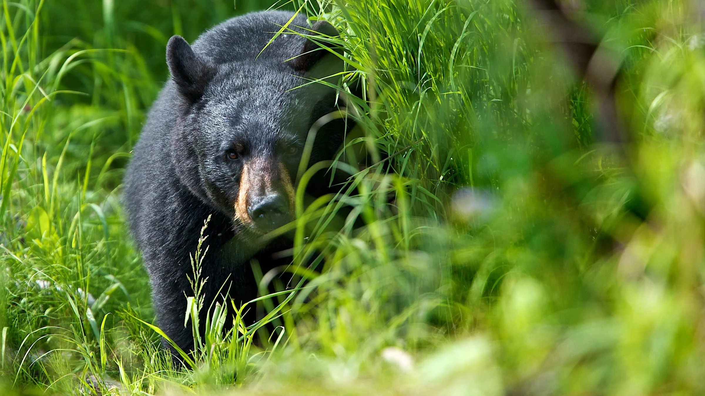 "It Would Not Be Deterred.” Campers Forced to Flee Midnight Bear Attack in Bighorn National Forest. 🐻