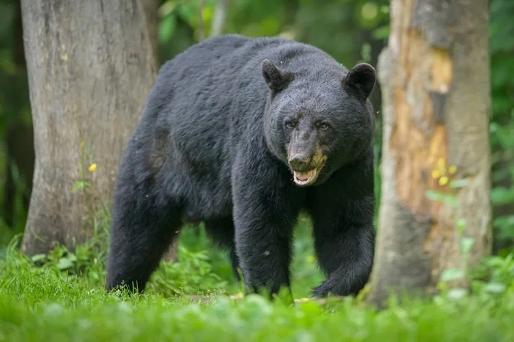 ‘Scavenged’ Remains Found Near Picnic Area Were Likely Eaten by Bear, Officials Say 🐻