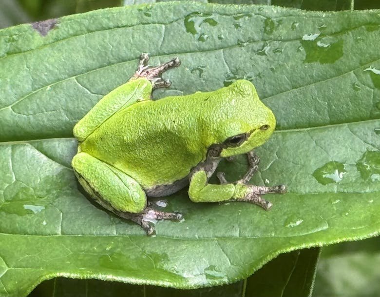 Tree frogs add to the soundtrack of Minnesota’s summer nights 🐸
