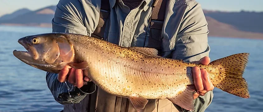 The Lakes That Produce The Most Record-Breaking Fish 🎣