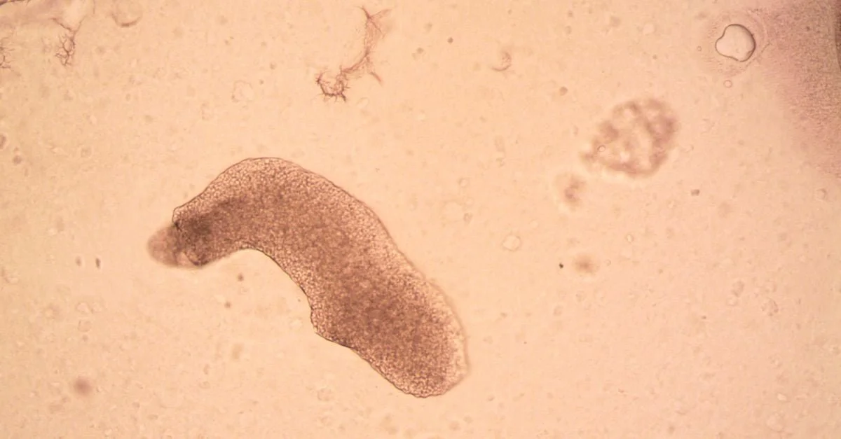 Israel’s Beresheet lander crashed into the Moon in 2019 carrying several thousand tardigrades in a dehydrated, dormant state… 🤔