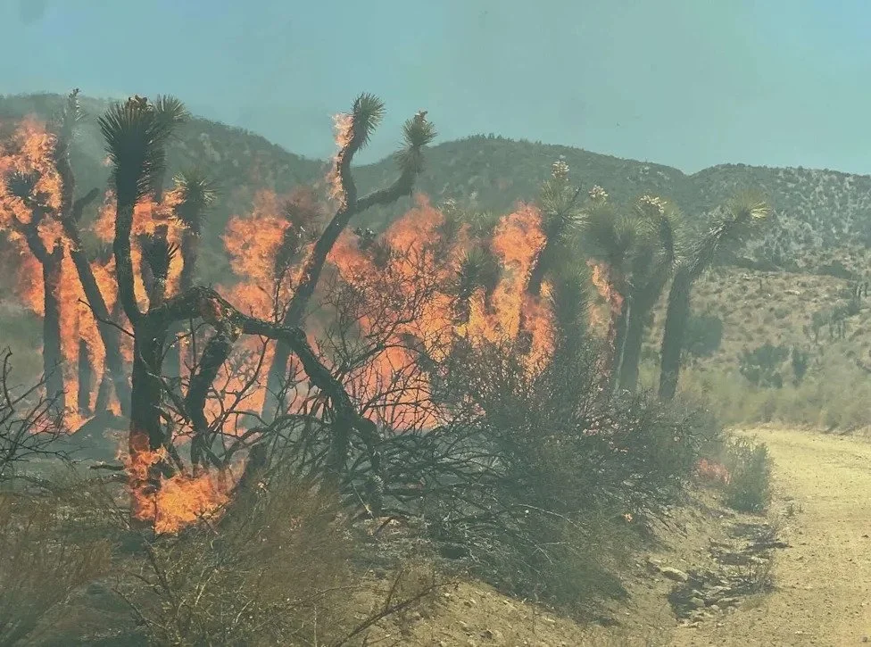 Fast-growing Summit Fire tearing through California Joshua trees, photos show 🔥
