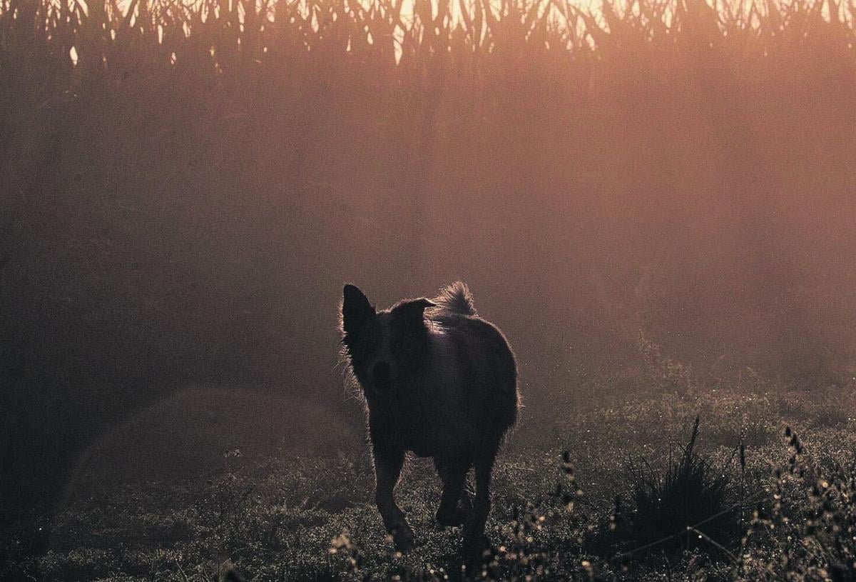 Decades after rural adventure, memories of farm dogs are strong [I Know a Story column]