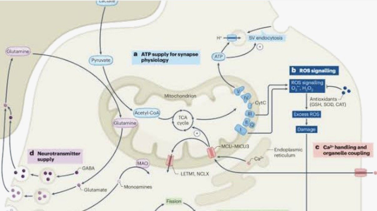 Brain mitochondria as key drivers of cognition and behaviour 🧠