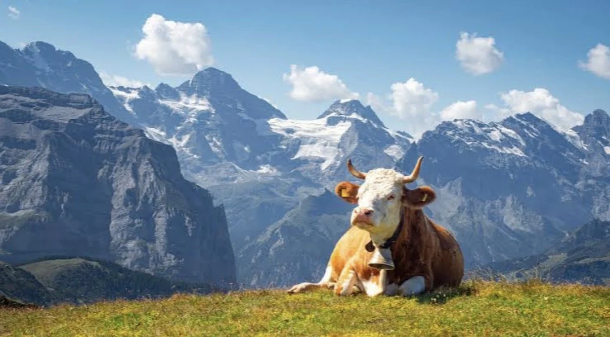 Why do cows wear bells in the Alps? 🐮
