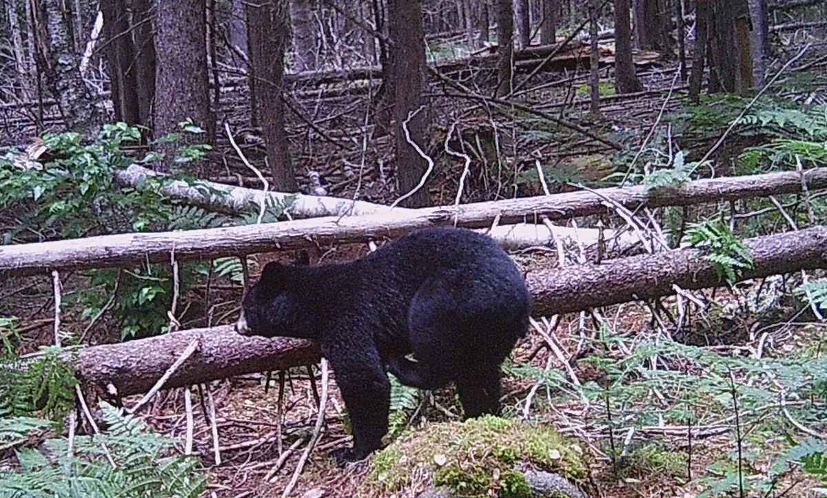 3 tips to judge black bear size before your hunt this fall  🐻