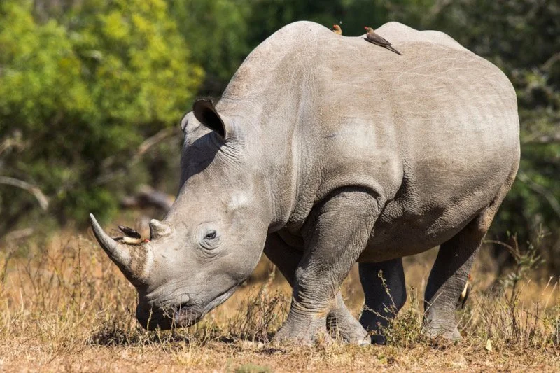 Mozambique Rebuilds a Viable Breeding Population of White Rhinos After Decades of Local Extinction 🦏