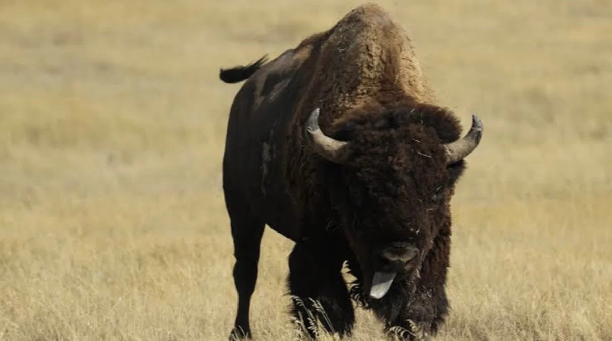 10 National Parks to See Bison in the Wild 🦬