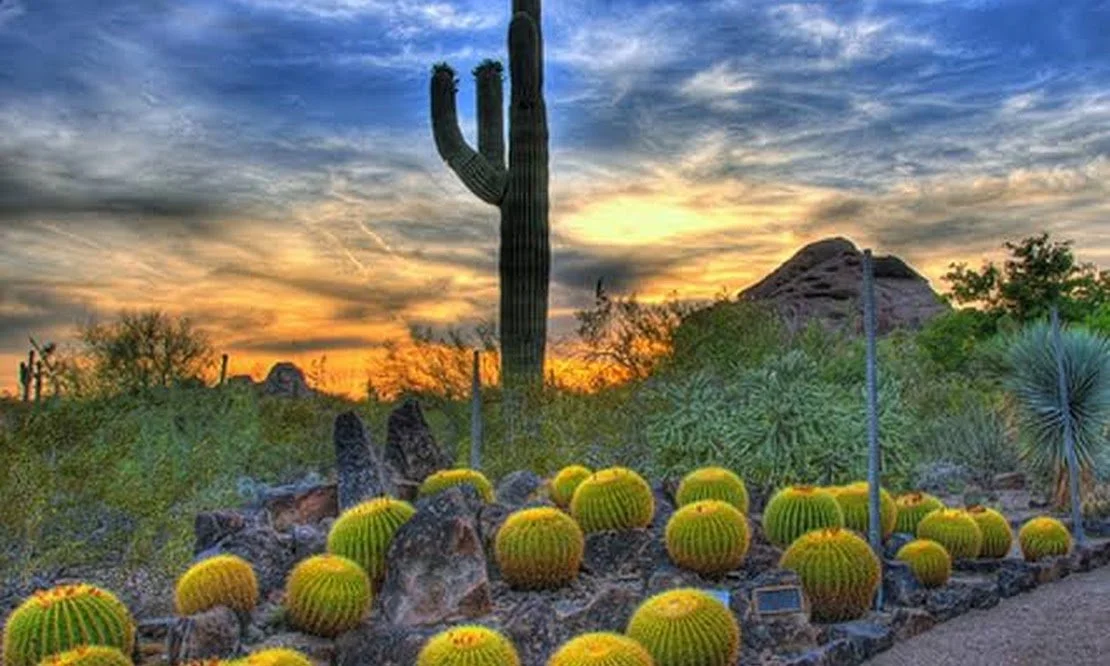 Tempe 🌵