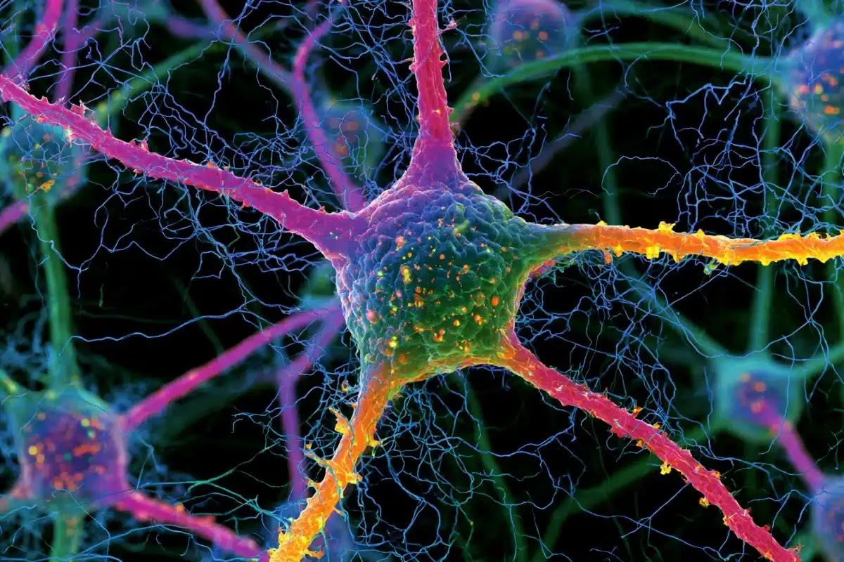 Most Neurons Are Multi-Tasking Generalists 🧠