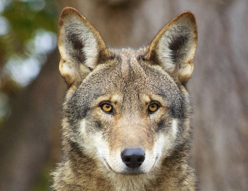 Endangered red wolves rebound in NC with four litters of pups born this year 🐺
