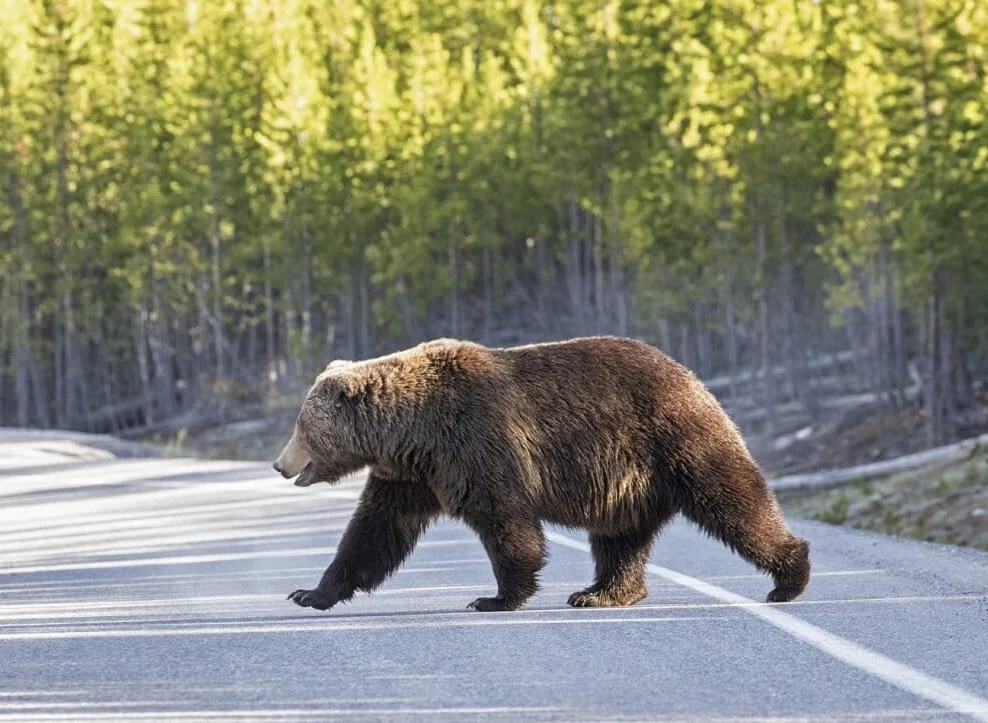 How to stitch a massive wildlife corridor through the Rocky Mountains…he always home 🐻