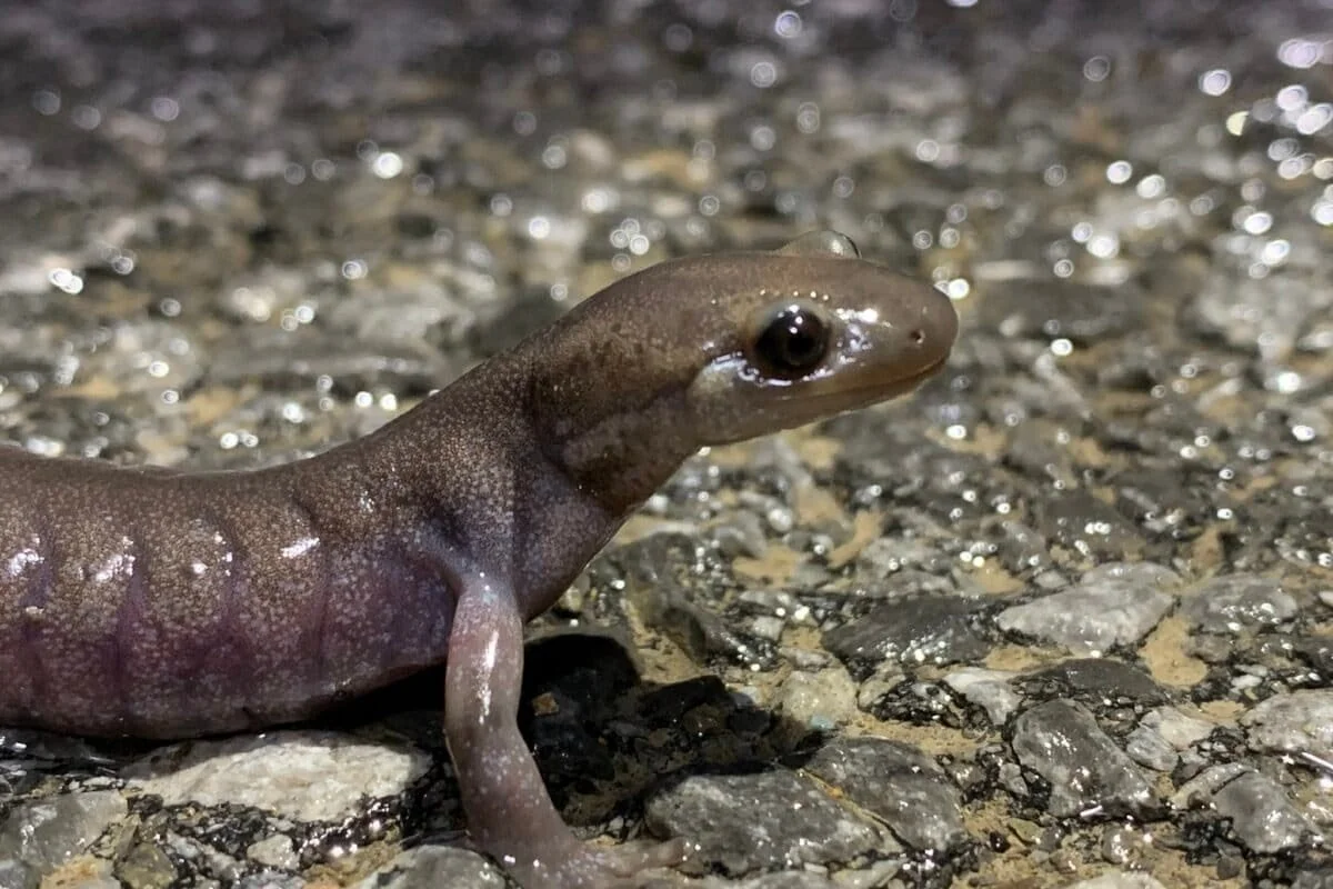 Why a New England city is building tunnels to protect an imperiled salamander 🤠