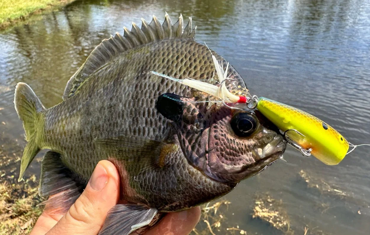 How to Fish a Popper Like a Pro: 4 Tricks for More Topwater Bites 🎣