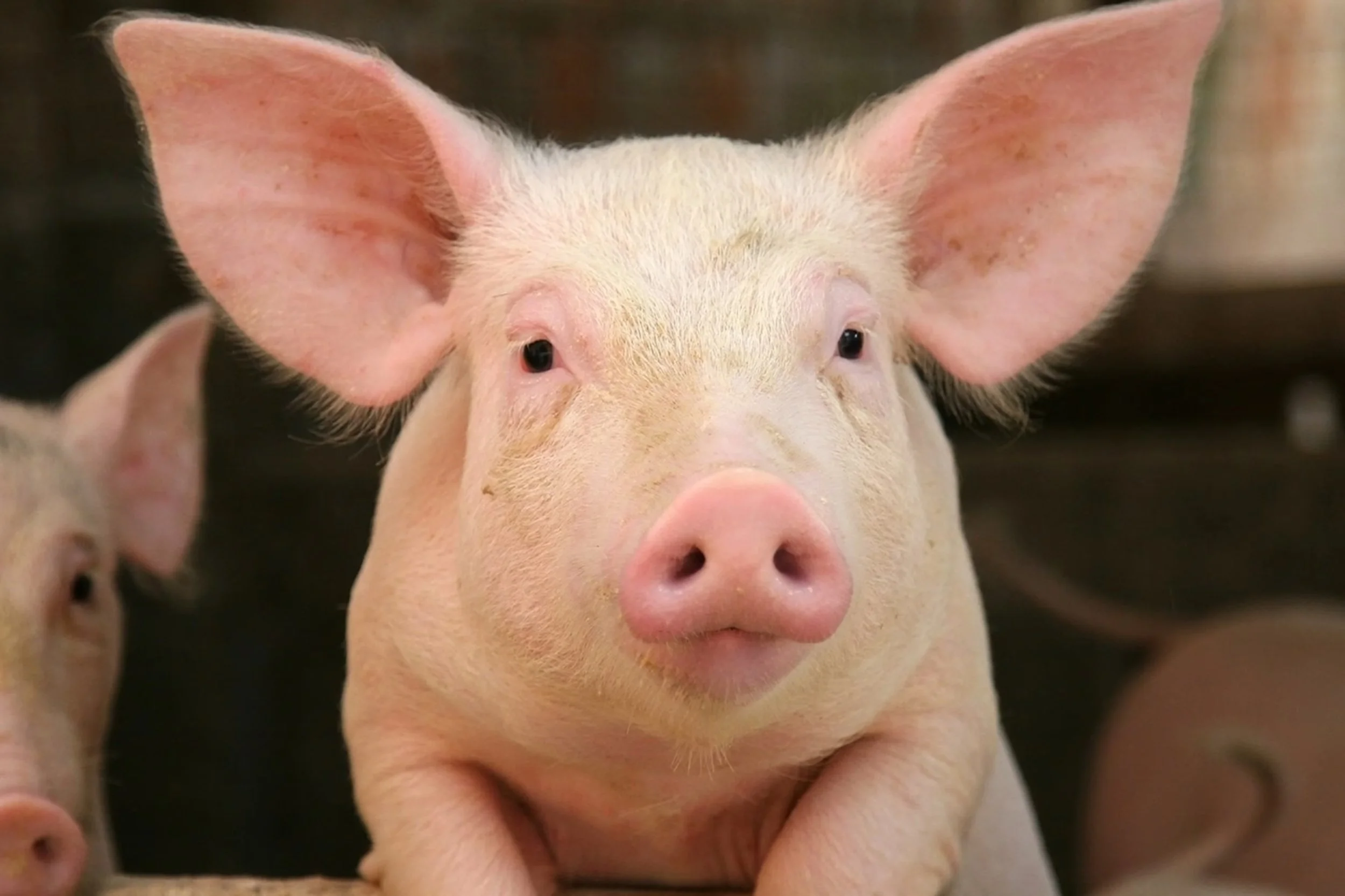 Wayne Waccholz are there monotheistic religions that trickle into this country and not just in a gypsy - cabble around the countryside fantasizing bout how much they hate Jews &amp; Afro-Americans? 🐷