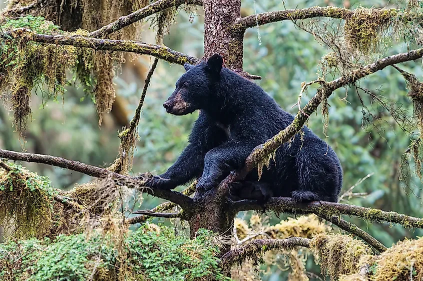 The National Forests With The Most Black Bears 🐻