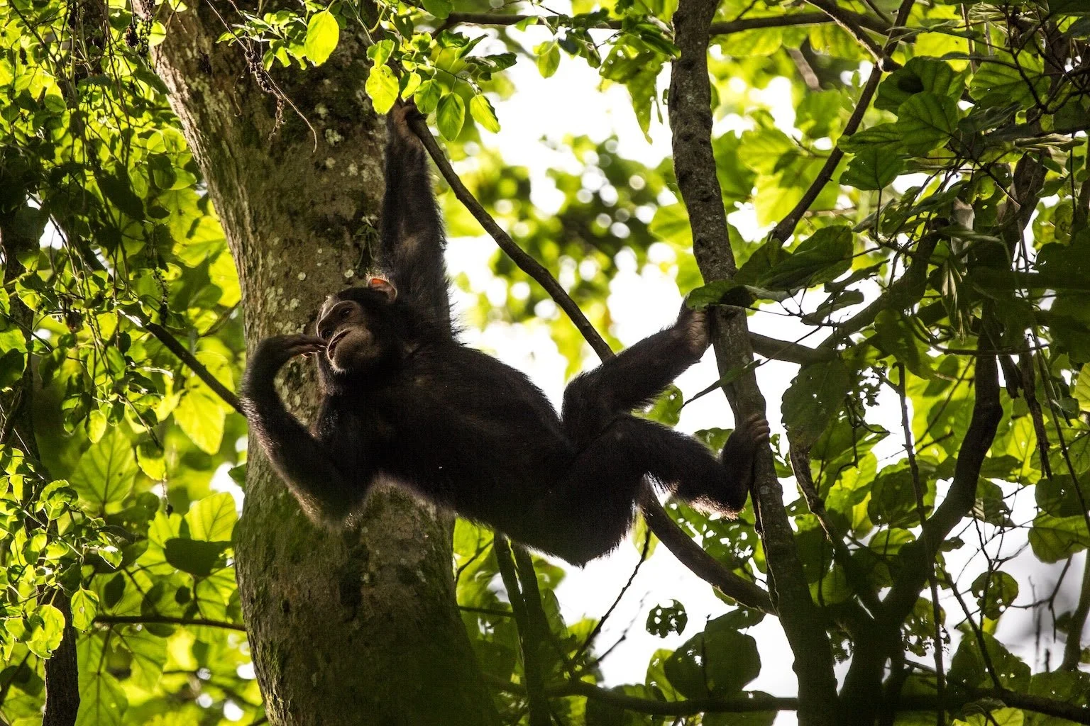 Indigenous peoples near Congo parks propose diverse solutions for the future of conservation 🦍