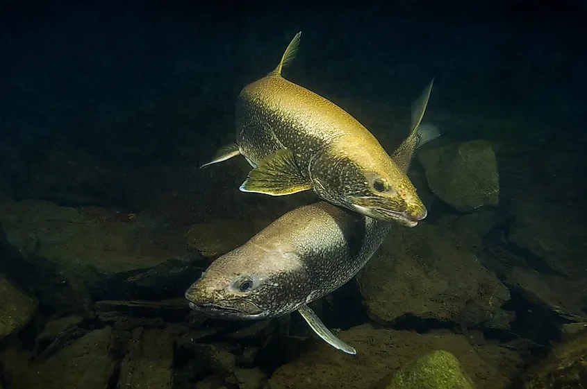 How Lake Trout Were Brought Back To Lake Superior 🐟