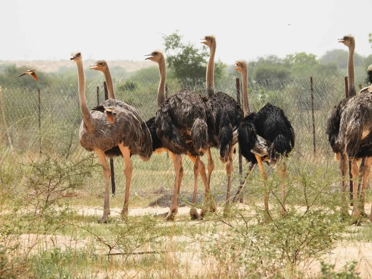 "Priceless joy.” North African ostriches return to wild in Niger after 20-year absence 🐣