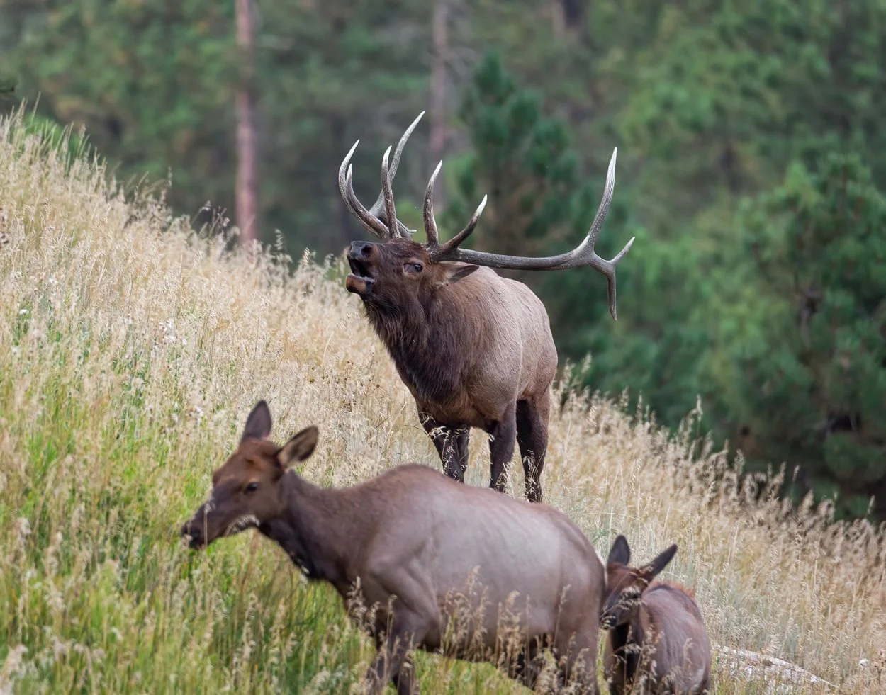 Old-School Elk Hunting Tips from This Western Legend 🦌