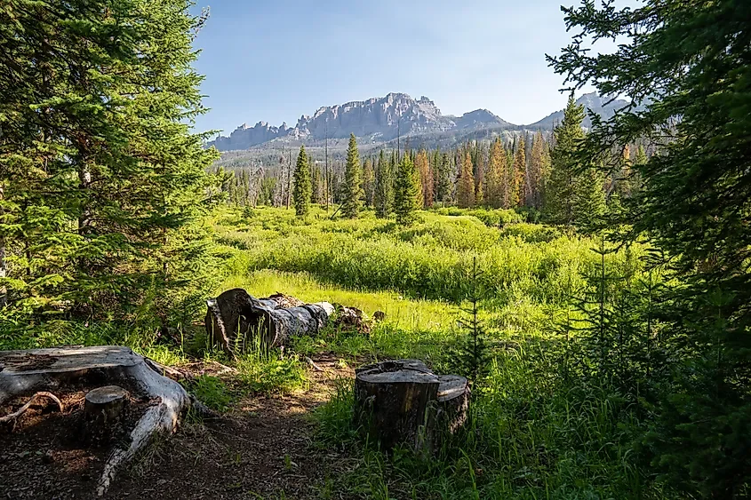 How Much Of America Is Covered In Forest?