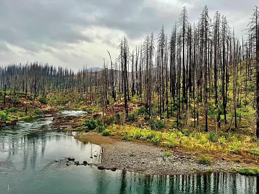 How Long It Takes A Burned Forest To Recover