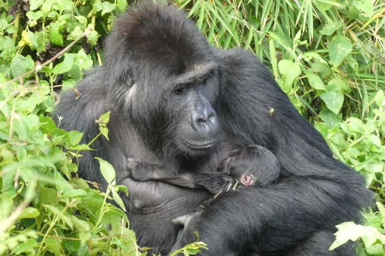 In 2016, an Orphaned Gorilla Was Put Into the Illegal Animal Trade, 10 Years Later, She Is Back in the Wild Helping Her Dwindling Population