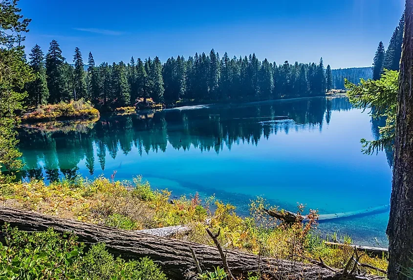The Sunken Forests Beneath American Lakes