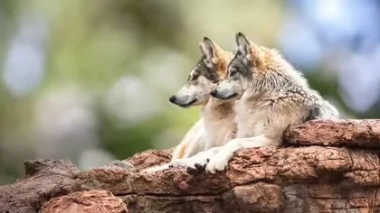 8 Animals That Mate for Life and Look Adorable Together