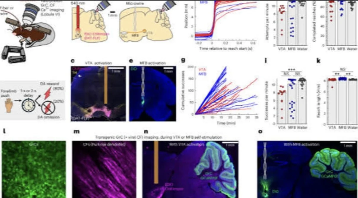 Predictive and instructive cerebellar encoding of dopamine reward drives motivated behavior